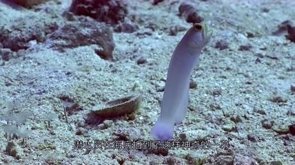 龍魚為什么一直張嘴:龍魚為什么一直張嘴呢? 龍魚百科 第2張 龍魚為什么一直張嘴:龍魚為什么一直張嘴呢? 龍魚為什么一直張嘴:龍魚為什么一直張嘴呢? 龍魚百科 第2張