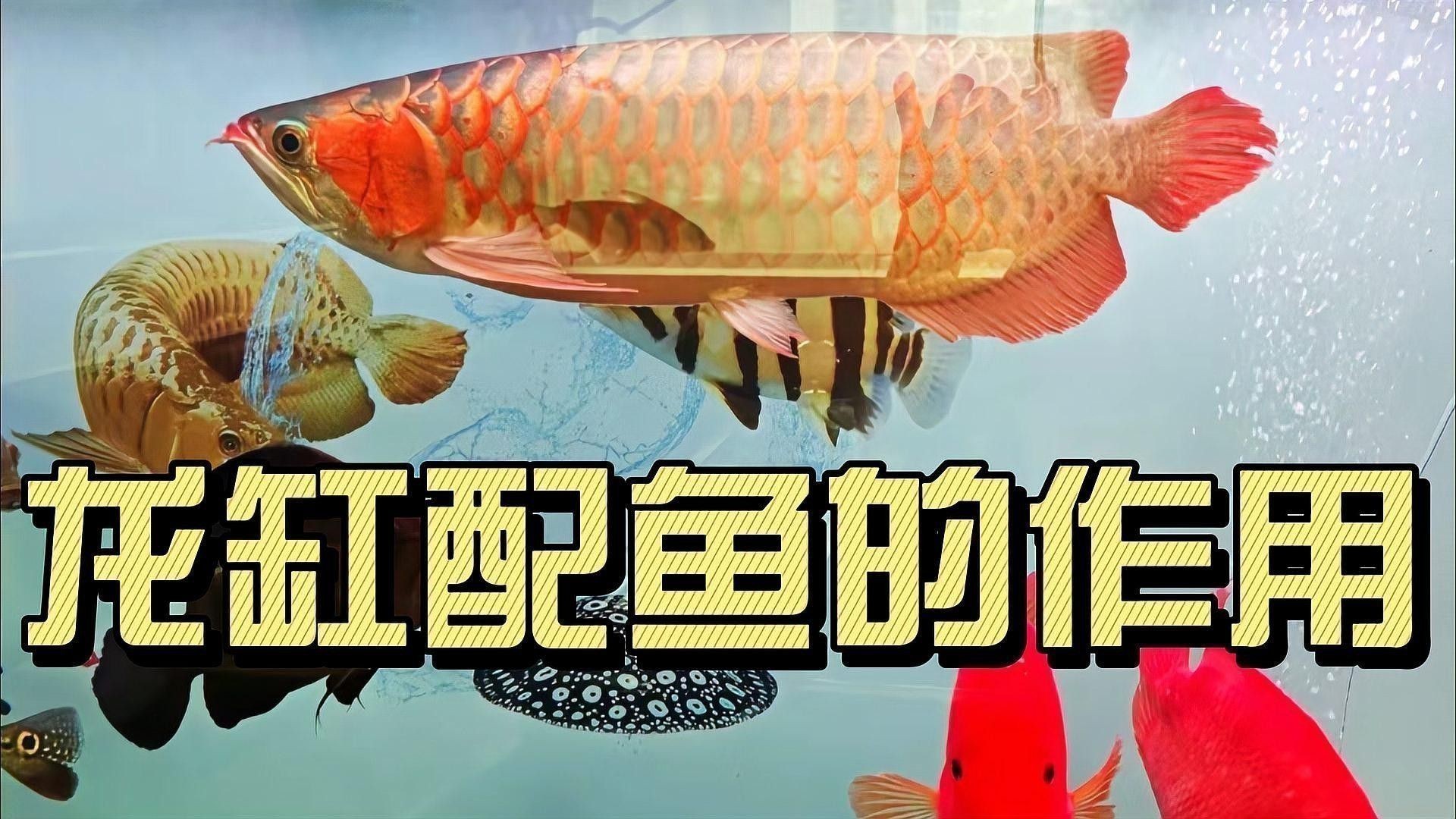 金龍魚和紅龍魚的區別是什么