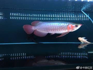 辣椒紅龍魚的最佳繁殖環境