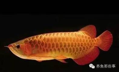 龍魚體形多大定型最好：龍魚體形多大定型最好，