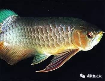 龍魚混養(yǎng)適宜水溫范圍：混養(yǎng)龍魚和草金魚的水溫范圍通常為20至[需手動填充]，龍魚混養(yǎng)水質(zhì)管理技巧