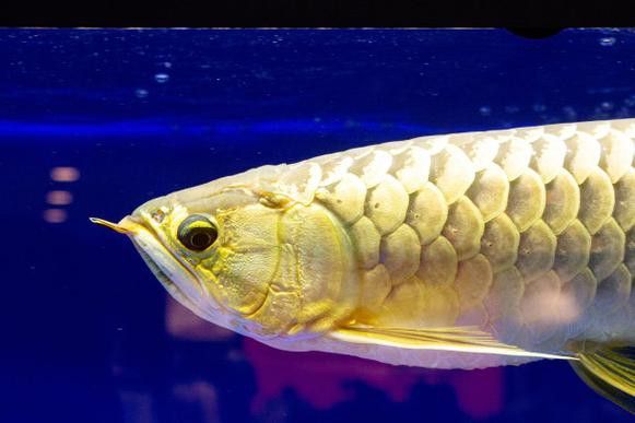 金色龍魚圖片