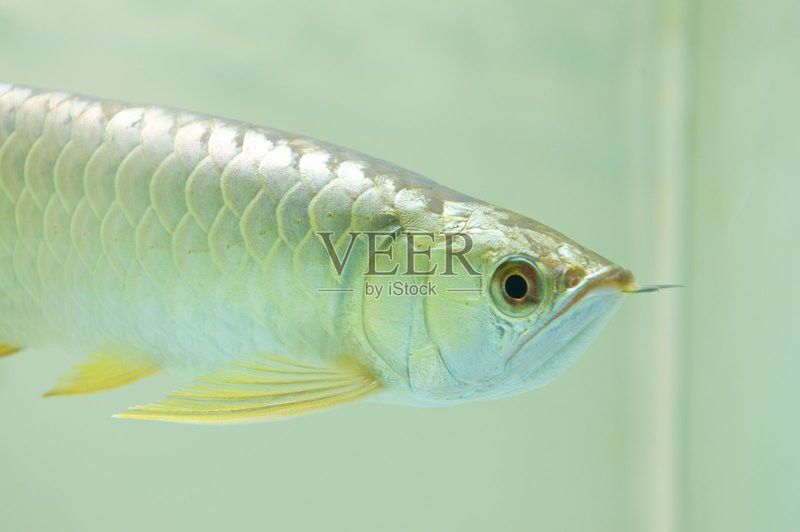 金色龍魚圖片