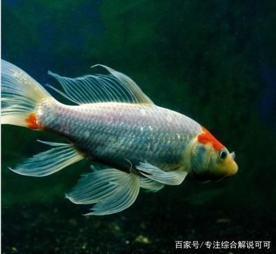 龍魚換水需要困水嗎：龍魚換水時通常需要“困水”，這是一種讓龍魚適應新水的過程