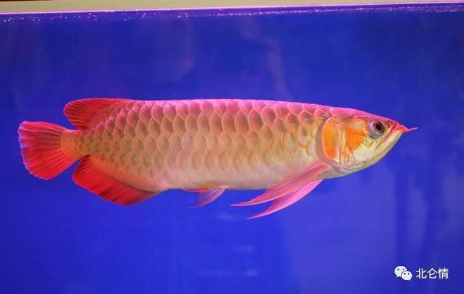 紅尾龍魚價格行情走勢圖：對不起，我無法提供紅尾龍魚價格行情走勢圖，紅尾龍魚價格行情圖