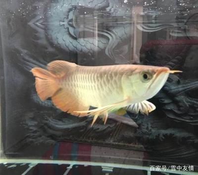 新手養龍魚用什么練手好：新手養龍魚應該如何選擇練手機型