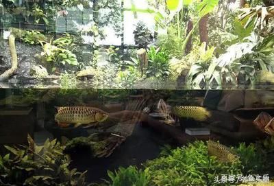 龍魚會所取名大全四個字（適合龍魚會所的四個字名字：龍魚寶邸,祥龍魚榭,龍魚盛殿） 龍魚會所取名大全四個字（適合龍魚會所的四個字名字：龍魚寶邸,祥龍魚榭,龍魚盛殿） 龍魚百科 第4張