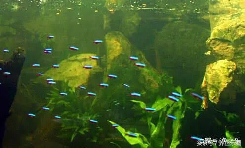 龍魚會所取名大全四個字（適合龍魚會所的四個字名字：龍魚寶邸,祥龍魚榭,龍魚盛殿） 龍魚會所取名大全四個字（適合龍魚會所的四個字名字：龍魚寶邸,祥龍魚榭,龍魚盛殿） 龍魚百科 第3張