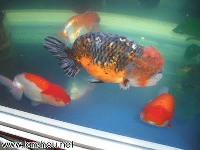 龍魚會所取名大全四個字（適合龍魚會所的四個字名字：龍魚寶邸,祥龍魚榭,龍魚盛殿） 龍魚會所取名大全四個字（適合龍魚會所的四個字名字：龍魚寶邸,祥龍魚榭,龍魚盛殿） 龍魚百科 第5張