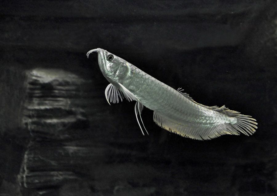 買銀龍魚（購買銀龍魚時應綜合考慮價格、挑選渠道和挑選技巧）