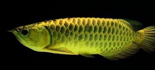 龍魚病死對主人好嗎有影響嗎：關于龍魚死亡的認識