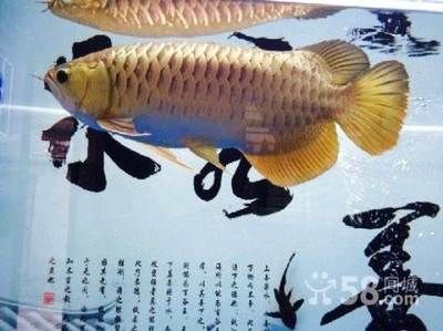 自己養的金龍魚可以賣嗎（自己養的金龍魚可以賣嗎？）