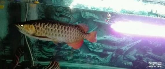 自己養的金龍魚可以賣嗎（自己養的金龍魚可以賣嗎？）