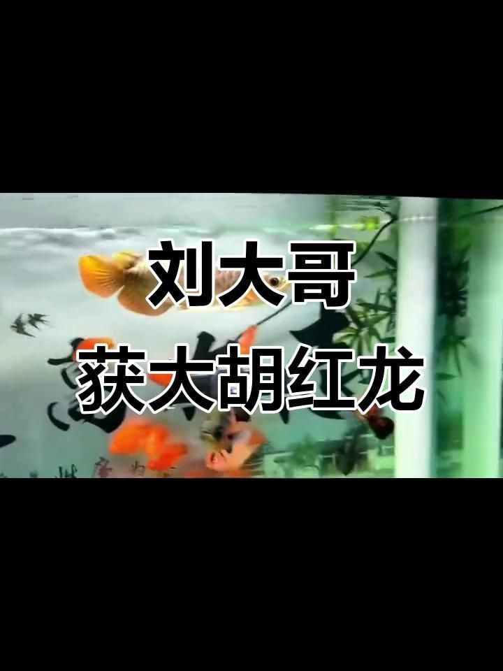 能否提供更多關于大湖紅龍的信息？