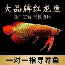 能否提供更多關于大湖紅龍的信息？