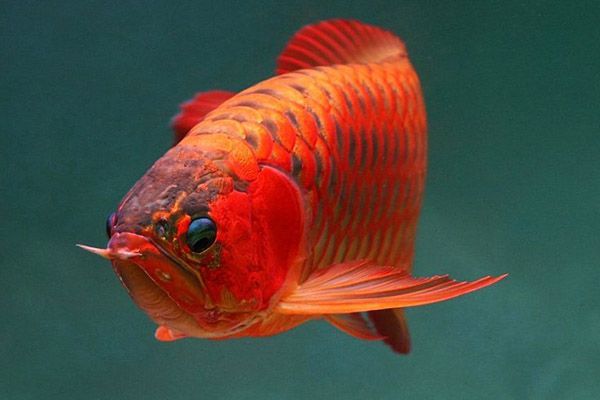 紅龍魚兜嘴怎么辦（紅龍魚兜嘴怎么恢復龍魚兜嘴的原因以及糾正方法）