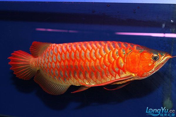 紅龍魚兜嘴怎么辦（紅龍魚兜嘴怎么恢復龍魚兜嘴的原因以及糾正方法）