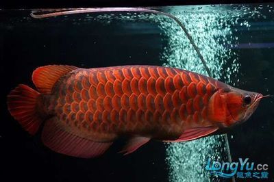 紅龍魚兜嘴怎么辦（紅龍魚兜嘴怎么恢復龍魚兜嘴的原因以及糾正方法）