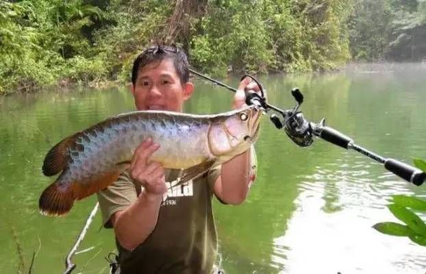 紅龍魚(yú)水溫26度行嗎（紅龍魚(yú)水溫26度行嗎怎么養(yǎng)）
