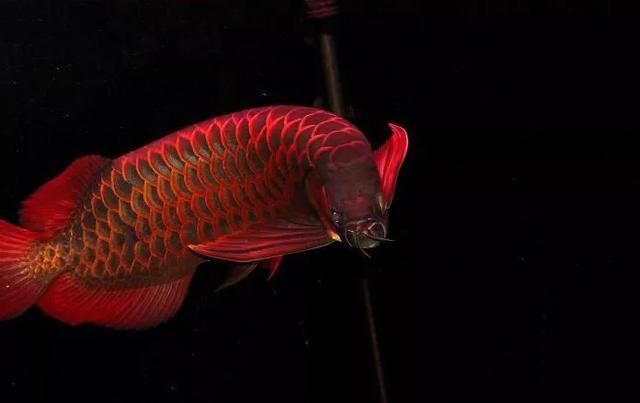 龍魚側燈用什么顏色的好：如何選擇龍魚側燈的顏色