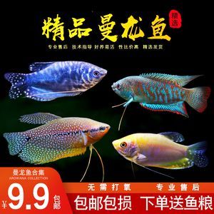 龍魚配魚推薦什么魚苗：適合與龍魚混養的魚苗推薦，