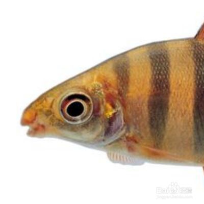 七彩龍魚好養(yǎng)嗎，七彩龍魚飼養(yǎng)關(guān)鍵點(diǎn)