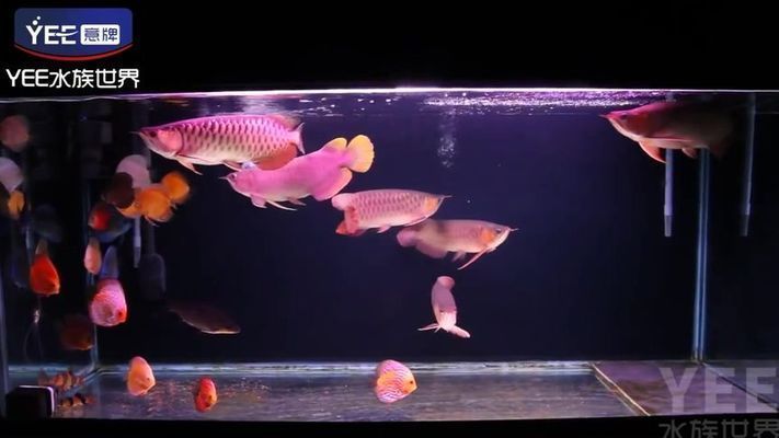 七彩龍魚好養(yǎng)嗎，七彩龍魚飼養(yǎng)關(guān)鍵點(diǎn)