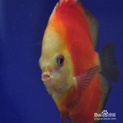 七彩龍魚好養(yǎng)嗎，七彩龍魚飼養(yǎng)關(guān)鍵點(diǎn)