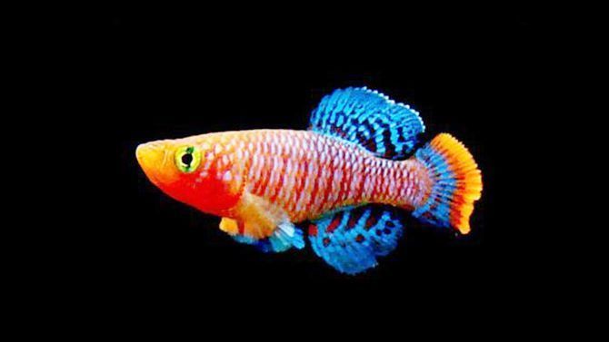 七彩龍魚好養(yǎng)嗎，七彩龍魚飼養(yǎng)關(guān)鍵點(diǎn)