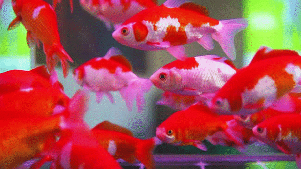 紅龍魚微信頭像動態GIF素材有哪些？