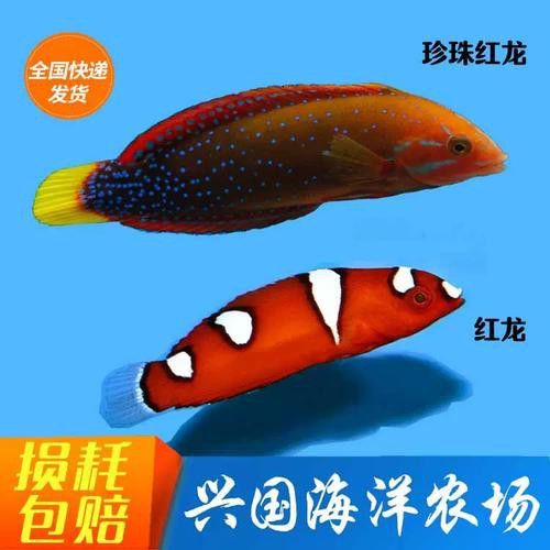 小紅龍魚怎么挑選最好的魚缸 小紅龍魚怎么挑選最好的魚缸 龍魚百科 第4張