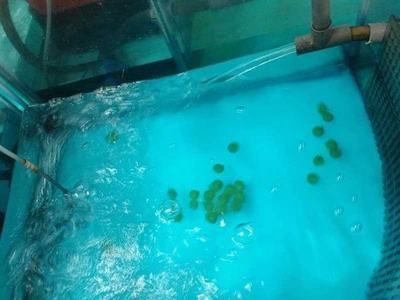 養龍魚水質ph值怎么調節：養龍魚水質ph值怎么調節你的魚缸中的ph值是多少