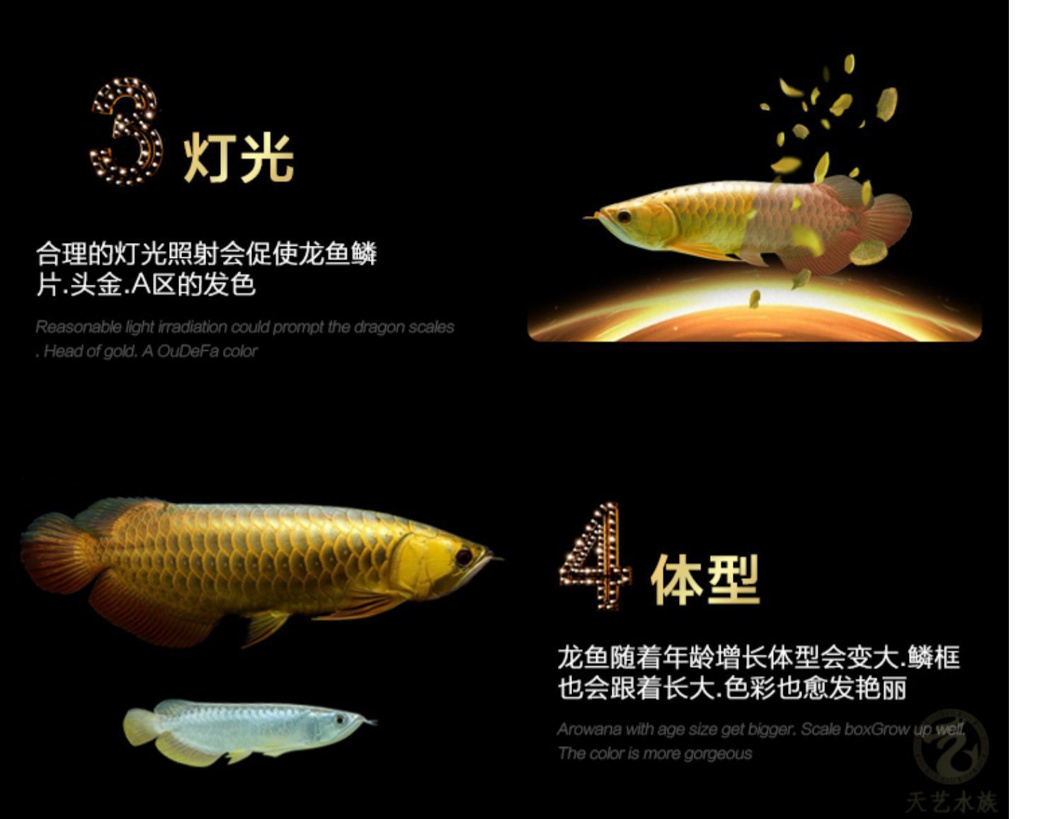 藍底過背金龍魚用什么燈好，如何調節魚缸光線強度，金龍魚led燈最佳色溫