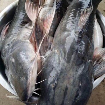 瀾滄江龍魚價格多少一條