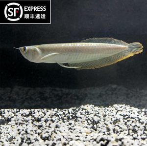 黃化銀龍魚(yú)價(jià)格走勢(shì)（黃化銀龍魚(yú)價(jià)格走勢(shì)分析）