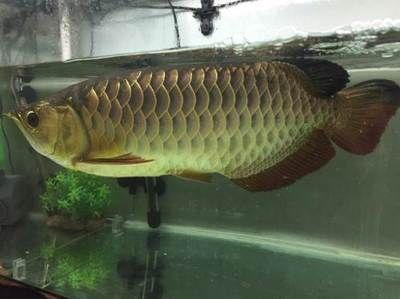 帝龍火神有哪些龍魚品種圖片：帝龍火神的神秘龍魚品種