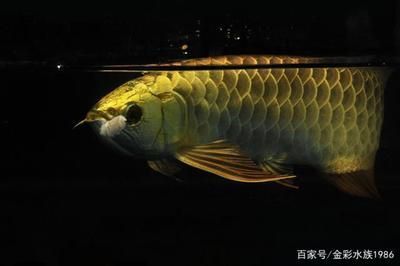 上千萬的龍魚：血紅龍是已知的上千萬級別的龍魚品種