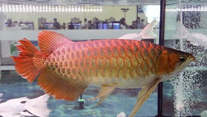 上千萬的龍魚：血紅龍是已知的上千萬級別的龍魚品種