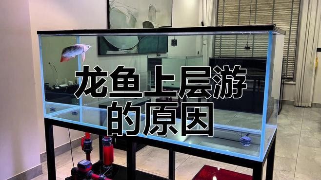龍魚一直往上跳 龍魚一直往上跳 龍魚百科 第1張