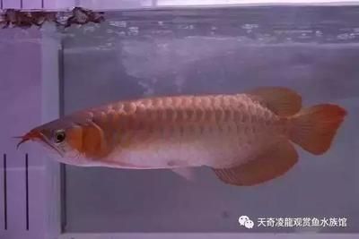 中國龍魚（中國龍魚在中國文化中具有豐富的寓意和象征意義）