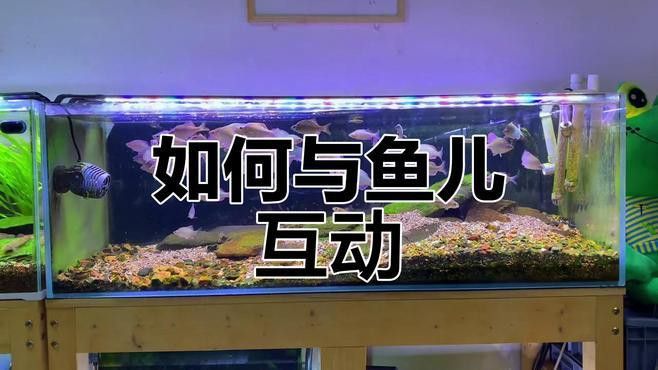 訓練紅龍魚互動需要多長時間？