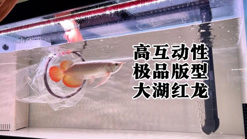 訓練紅龍魚互動需要多長時間？