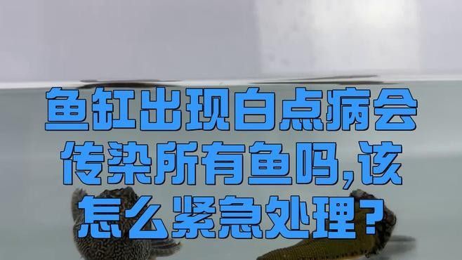 龍魚眼睛凸出白點會傳染嗎？