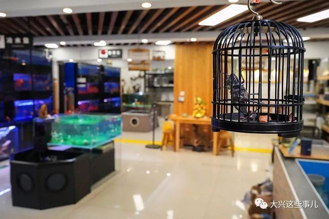 北京哪里賣龍魚(yú)便宜又好的