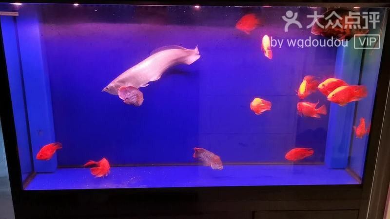 北京哪里賣龍魚(yú)便宜又好的