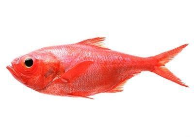 胭脂魚為什么適合與六角龍魚混養(yǎng)？