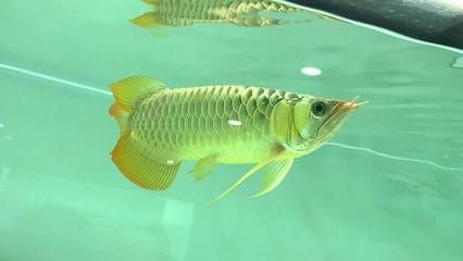 龍魚狀態不好怎么調整：龍魚最佳飼養水溫范圍