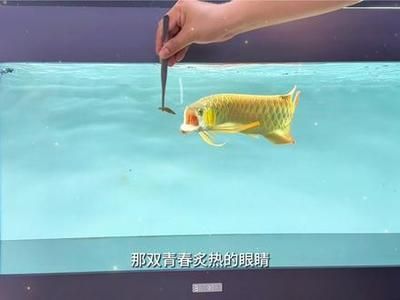 龍魚狀態不好怎么調整：龍魚最佳飼養水溫范圍