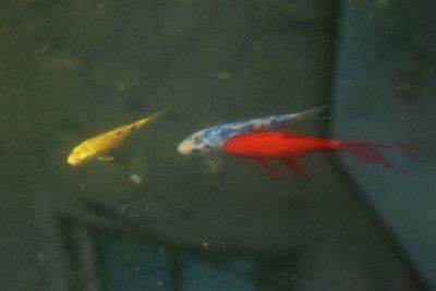 錦鯉和金龍魚可以混養嗎：錦鯉和金龍魚在生活習慣和性格上有很大的差異，不建議混養