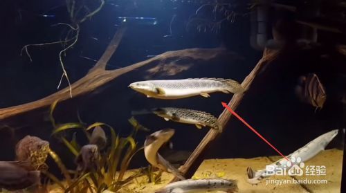 龍魚缸多少溫度合適：龍魚檢疫方法